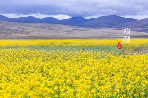 去西藏，看全国花期最晚的油菜花